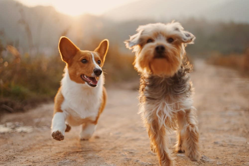 Clínicas veterinarias